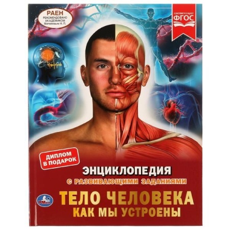 Тело человека. Как мы устроены. Энциклопедия А4. 197х255мм, 48 стр.мелов. бумага. Умка в кор.15шт 97 - купить в интернет-магазине «Буратино»