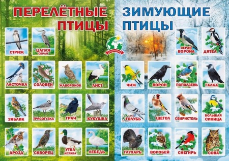 Плакат "Перелетные и зимующие птицы" 071.088 - купить в интернет-магазине «Буратино»