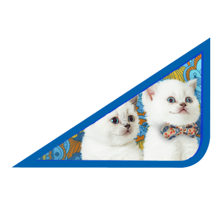 Папка для труда А4 с уголком цветная, КОТЯТА 2016-2017, ПТР-1 - купить в интернет-магазине «Буратино»