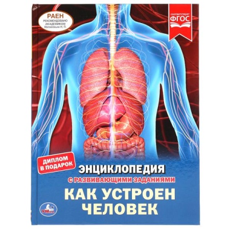 КАК УСТРОЕН ЧЕЛОВЕК. ЭНЦИКЛОПЕДИЯ А4 С РАЗВИВАЮЩИМИ ЗАДАНИЯМИ. 197Х255ММ, 48 СТР. УМКА в кор.15шт 97 - купить в интернет-магазине «Буратино»