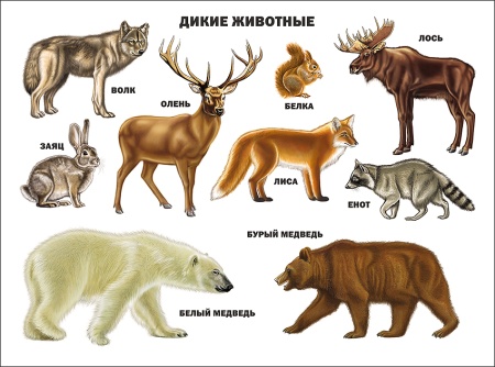 ПЛАКАТ. ДИКИЕ ЖИВОТНЫЕ 978-5-378-03176-4 - купить в интернет-магазине «Буратино»