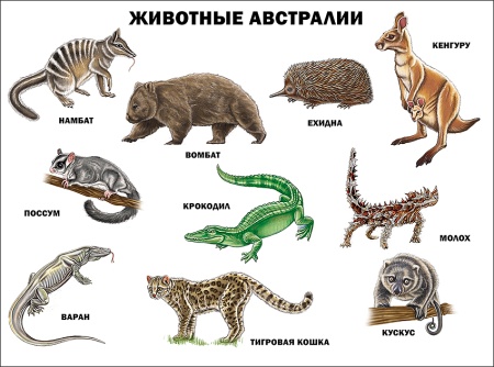 ПЛАКАТ. ЖИВОТНЫЕ АВСТРАЛИИ 978-5-378-17362-4 - купить в интернет-магазине «Буратино»