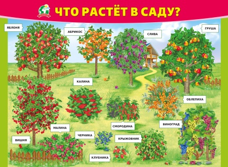 Плакат "Что растёт в саду" 070.967 - купить в интернет-магазине «Буратино»