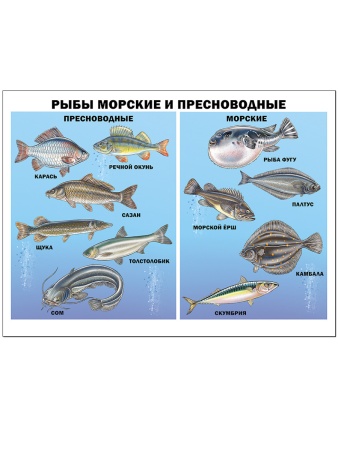 ПЛАКАТ. РЫБЫ МОРСКИЕ И ПРЕСНОВОДНЫЕ 978-5-378-17372-3 - купить в интернет-магазине «Буратино»